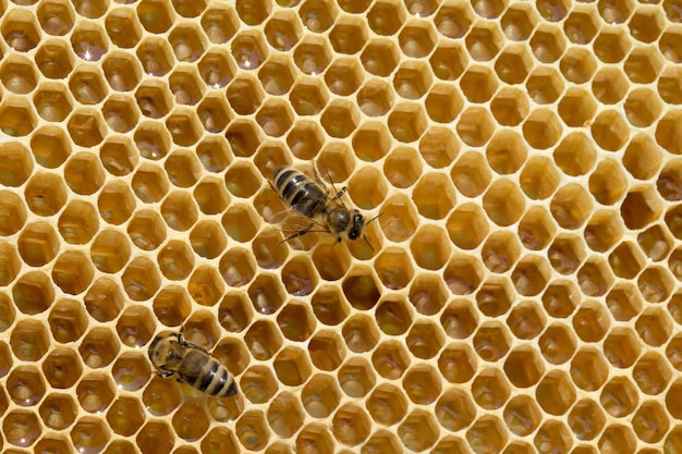 Bees on honeycells