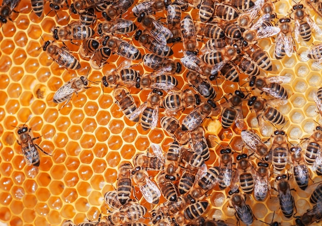 Bees on the honeycomb as a texture