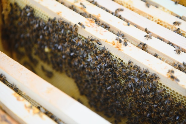 Bees on the honeycomb honey cell with bees apiculture apiary\
wooden beehive and bees beehive with honey bees frames of the hive\
top view soft focus