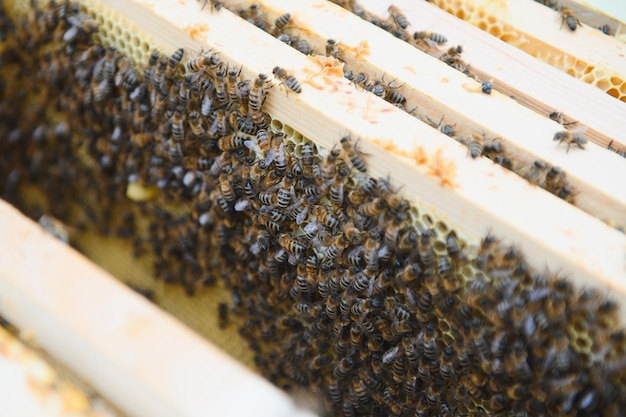 Bees on the honeycomb honey cell with bees apiculture apiary\
wooden beehive and bees beehive with honey bees frames of the hive\
top view soft focus