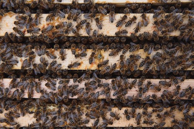 벌집에 있는 꿀벌 꿀벌이 있는 꿀 세포 양봉장 나무 벌집과 벌집이 있는 벌집 상위 뷰의 꿀벌 프레임 소프트 포커스