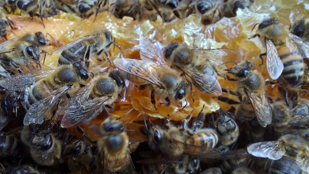 Bees in honeycomb, Macro shot, selective focus