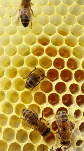 Bees in honeycomb, Macro shot, selective focus