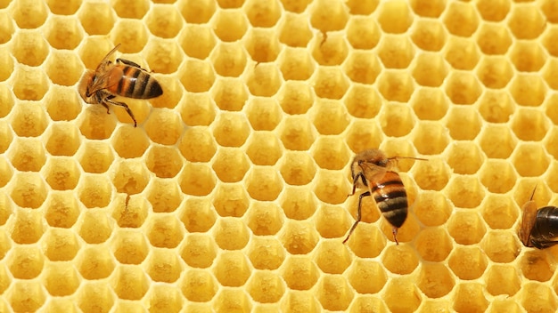 Bees on a honeycomb