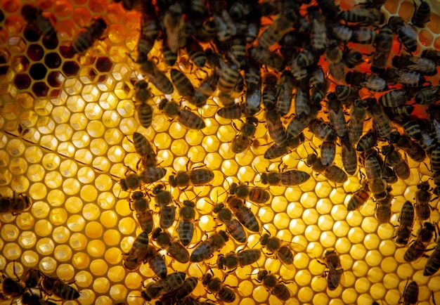 Bees on honeycombs with honey in closeup a family of bees\
making honey on a honeycomb grid in an apiary