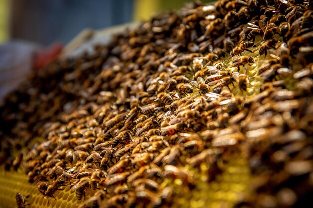 Bees on honeycombs with honey in closeup a family of bees
making honey on a honeycomb grid in an apiary