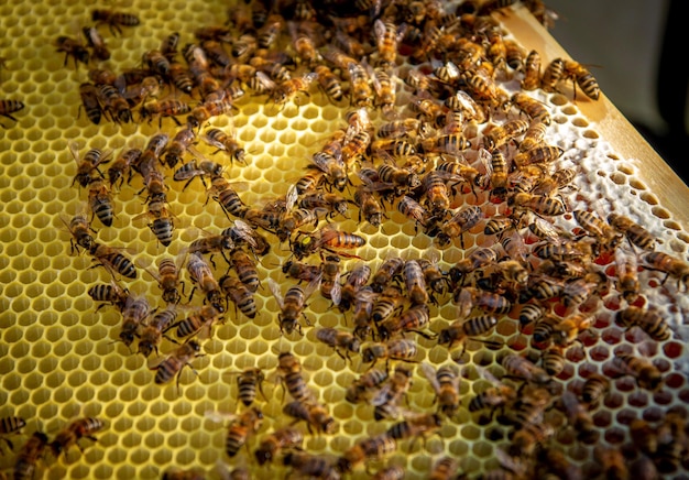 Bees on honeycombs with honey in closeup a family of bees\
making honey on a honeycomb grid in an apiary