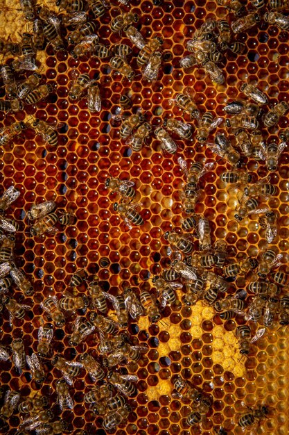 Bees on honeycombs with honey in closeup a family of bees\
making honey on a honeycomb grid in an apiary