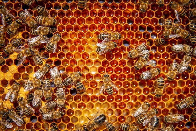 Bees on honeycombs with honey in closeup A family of bees making honey on a honeycomb grid in an apiary