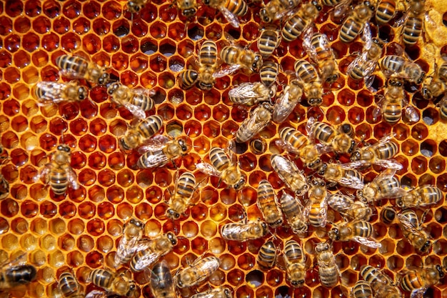 Bees on honeycombs with honey in closeup A family of bees making honey on a honeycomb grid in an apiary