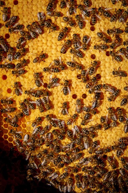 Bees on honeycombs with honey in closeup a family of bees\
making honey on a honeycomb grid in an apiary