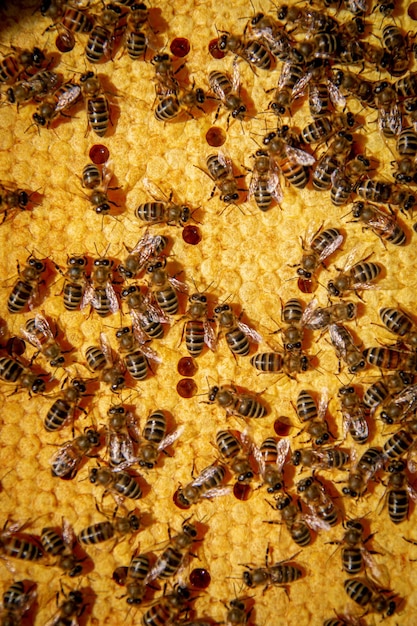 Bees on honeycombs with honey in closeup a family of bees\
making honey on a honeycomb grid in an apiary