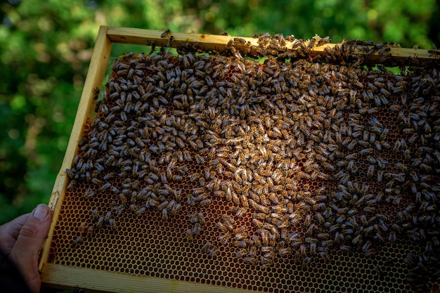 Bees on honeycombs with honey in closeup a family of bees
making honey on a honeycomb grid in an apiary