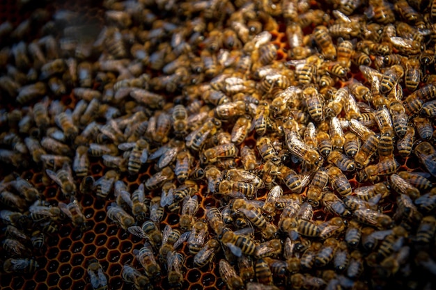 Bees on honeycombs with honey in closeup a family of bees
making honey on a honeycomb grid in an apiary