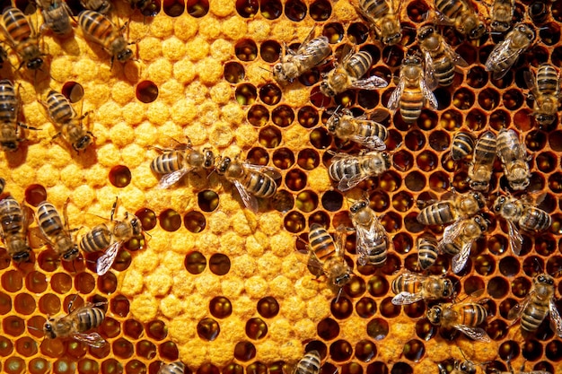 Bees on honeycombs with honey in closeup A family of bees making honey on a honeycomb grid in an apiary