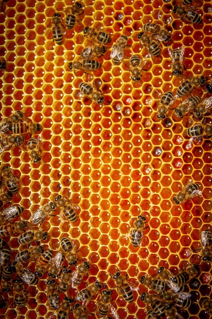 Photo bees on honeycombs with honey in closeup a family of bees making honey on a honeycomb grid in an apiary