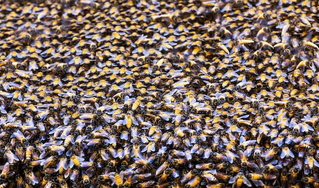 Bees inside a beehive