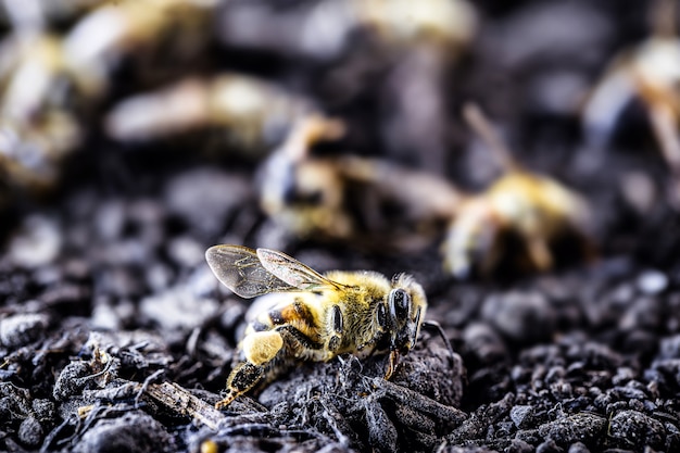 Bees lying on the ground, killed by the use of poison or\
pesticides.