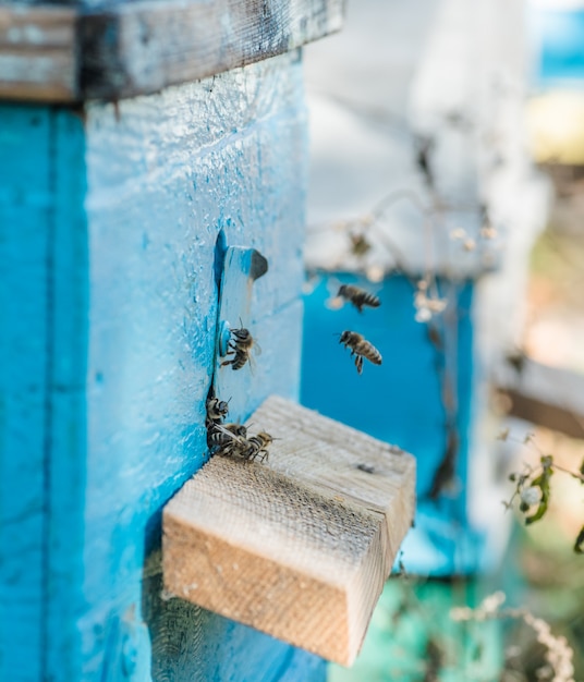 Bees near the beehive