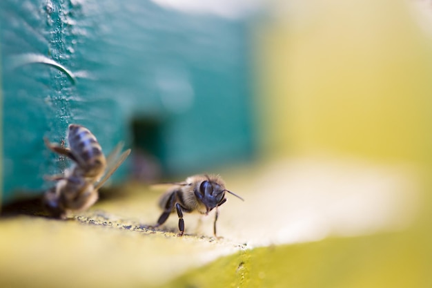 Bees near the hive, closeup