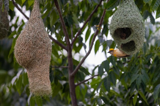 bees nest