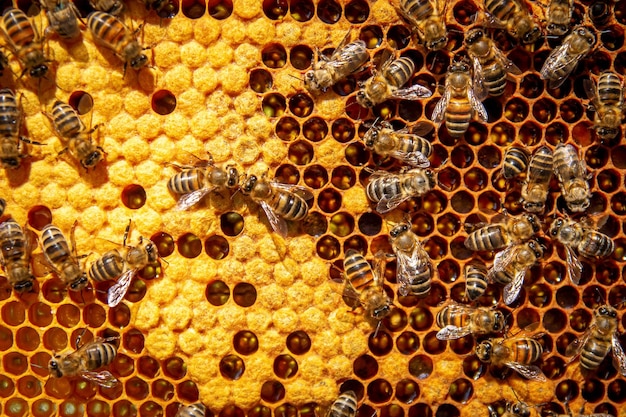 Пчелы на сотах с медом крупным планом семья пчел делает мед на сотовой сетке на пасеке