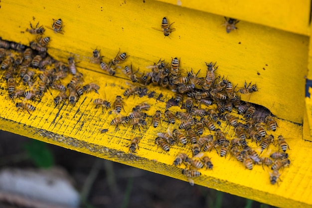 Photo bees in open bee hive box