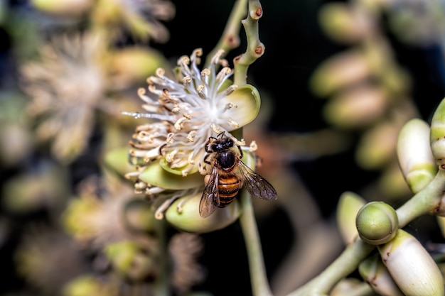 Bees on palm blossoms