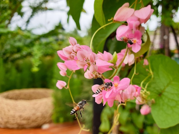 庭のピンクのメキシコのクリーパーの花の蜂