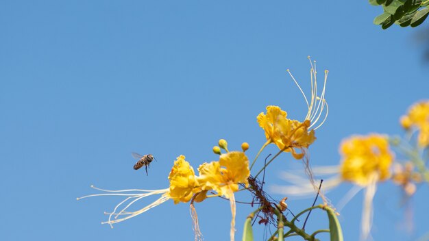 花と青空に受粉するミツバチ