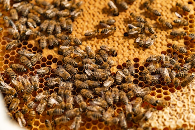 Bees sits on honeycombs in the summer in the street.