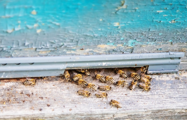 Bees sitting on clue in the summer.