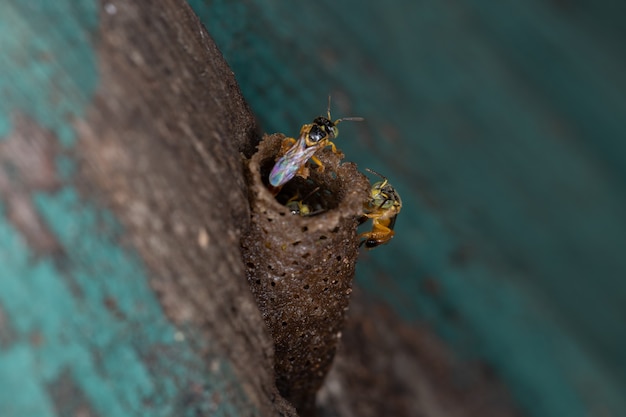 Photo bees of the species tetragonisca angustula