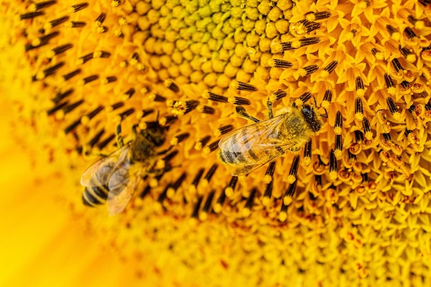 Bees on sunflower