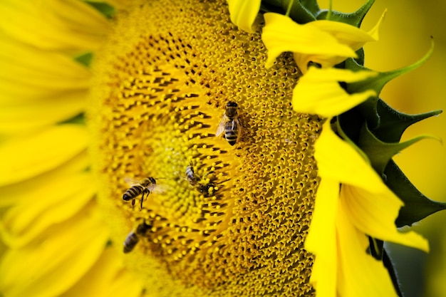 Bees on sunflower