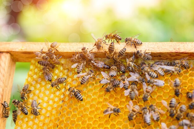 Bees swarming on a honeycomb on blurred background