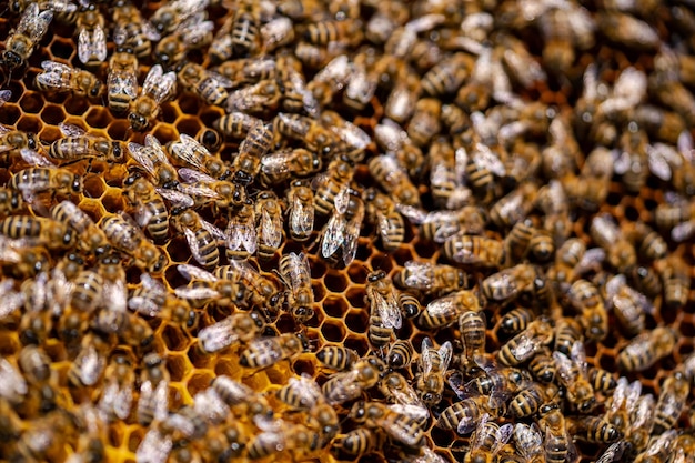 Bees swarming on honeycomb