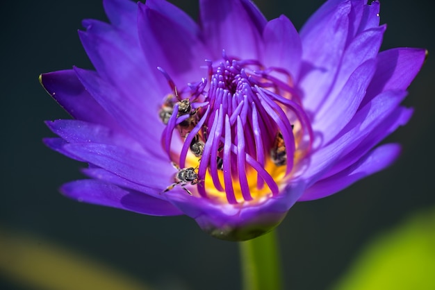 ミツバチは、美しい紫色のスイレンや蓮の花から蜜を取ります。