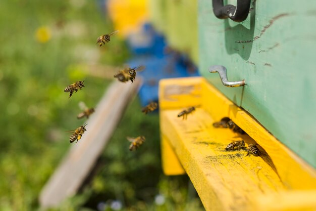 Bees on wood box