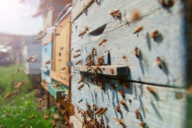 Bees on a wooden hive