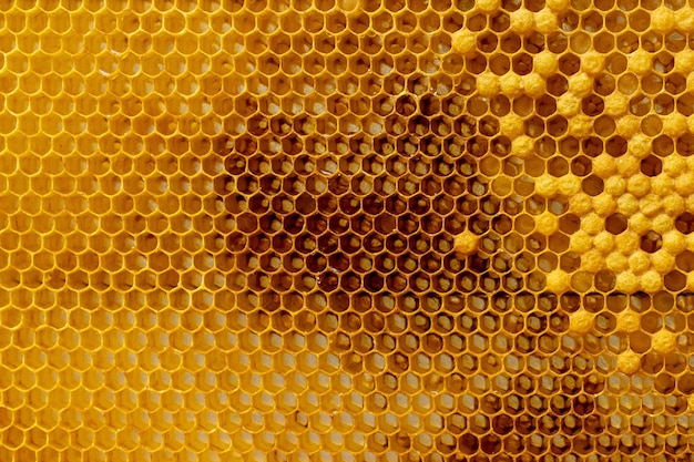 Bees work on honeycomb. Honey cells pattern.