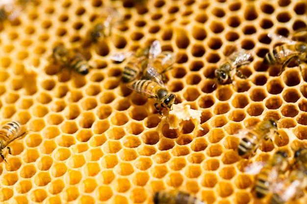 Bees working on honeycomb.