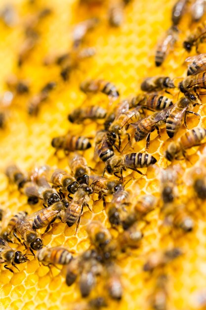 Photo bees working on honeycomb.
