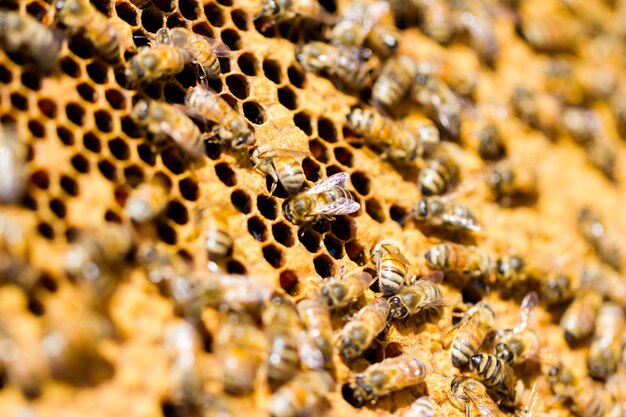 Bees working on honeycomb.