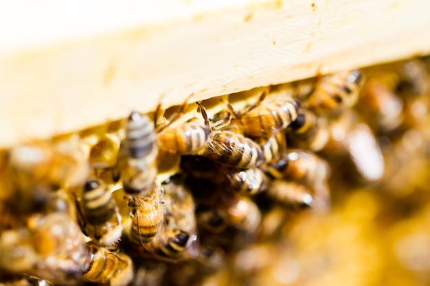 Bees working on honeycomb.