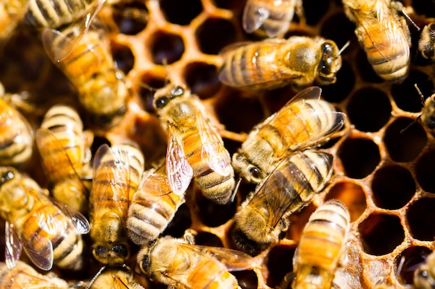 Bees working on honeycomb.