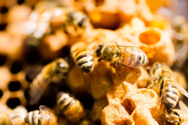 벌집에서 작업하는 꿀벌.