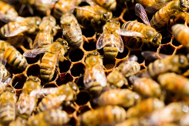 Bees working on honeycomb.