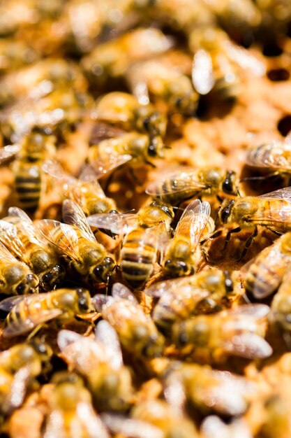 Bees working on honeycomb.