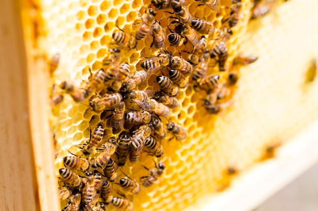 Bees working on honeycomb.